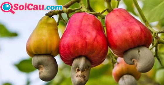 Ý nghĩa giấc mơ thấy hạt điều