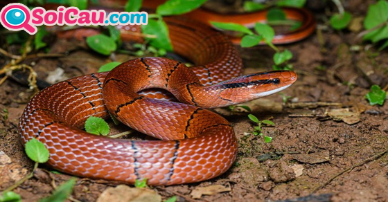 Ngủ mơ thấy rắn màu đỏ đánh đề gì?