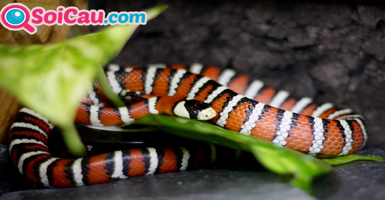 Mơ rắn màu đỏ có ý nghĩa gì?